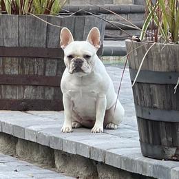 Ophelia - French Bulldog