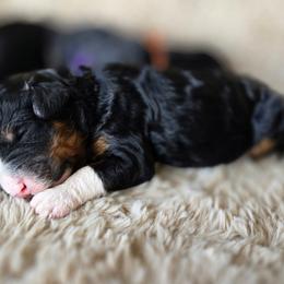 Lily - Tri-color female Bernedoodle puppy in Ashton, Idaho from Kerr Kanine Ranch