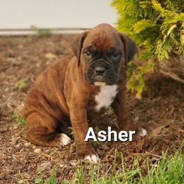 Asher - Brindle male Boxer puppy in Newville, Pennsylvania from Zimmerman's Pets