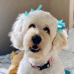 Double Doodles from The Lucky Doodle