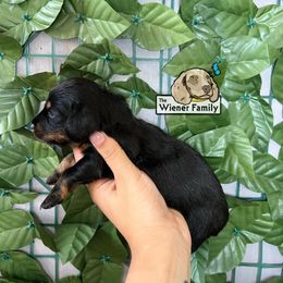 Girl 1 - Black and tan female Dachshund puppy in Ocala, Florida from The Wiener Family