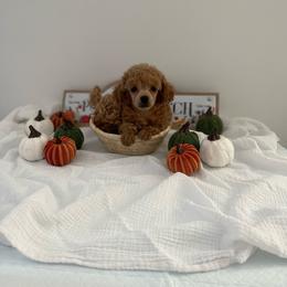 Waffle - Apricot male Poodle puppy in Bakersfield, California from Pups and Paws Toy Poodles