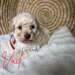 Vail - Cream female Goldendoodle puppy in Cleveland, Georgia from The O.G. Doodles