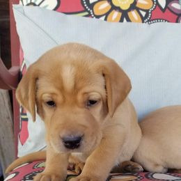 Labrador Retriever Puppies from Canyon River Outfitters