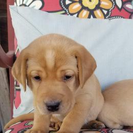 Labrador Retriever Puppies from Canyon River Outfitters