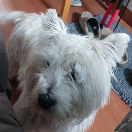 Rocky - West Highland White Terrier
