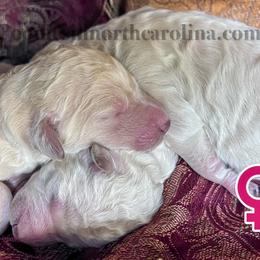 Frosty-white - White female Poodle puppy in Greenville, North Carolina from Grace Poodles