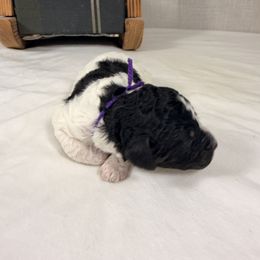 Dancer - Parti female Poodle puppy in Luana, Iowa from Country View Bernedoodles and Goldendoodles