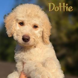 Green Collar - Cream female Goldendoodle puppy in Ringgold, Georgia from Sweet B’s Goldendoodles