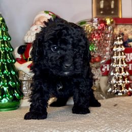 Girl 5 - Black and white female Bernedoodle puppy in Russiaville, Indiana from Pleasant Creek Minibernedoodles