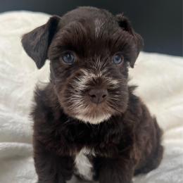 Mia - Liver female Miniature Schnauzer puppy in Grayson, Kentucky from Seventh Heaven Schnauzers