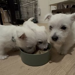 West Highland White Terrier Puppies from Red Rock Farms