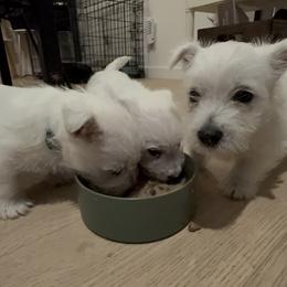 West Highland White Terrier Puppies from Red Rock Farms