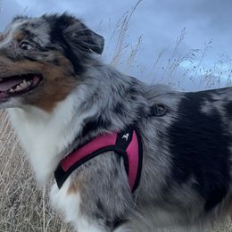 Miniature Australian Shepherds from Spruce It Up