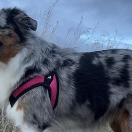 Miniature Australian Shepherds from Spruce It Up