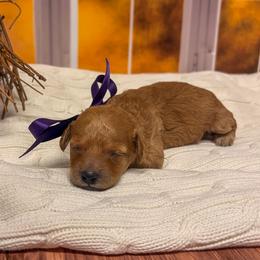 Twilight Sparkels (Purple Collar) - Red  female Goldendoodle puppy in Santa Clara, Utah from Desert Dawn Doodles
