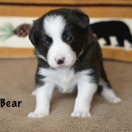 Bear - Black and white male Border Collie puppy in Olney, Illinois from Heronwood Border Collies