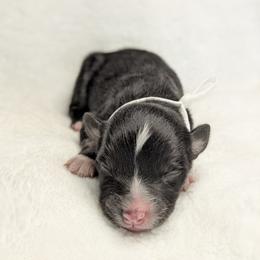 Girl 3 - female Australian Shepherd puppy in Coulee City, Washington from Mr and Mrs Doodle Farm