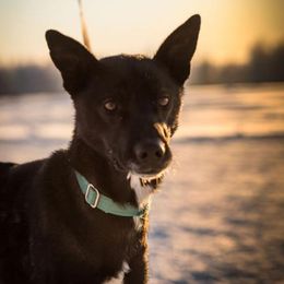 Kyro - Alaskan Husky