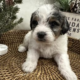 Boy 3 - Bernedoodle puppy from Little Diamond Doodles