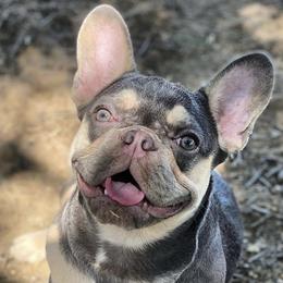 French Bulldogs from Sanfranfrenchies