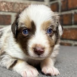 Girl 1 - female Miniature Australian Shepherd puppy in Stockton, Missouri from Kizmit Farmz