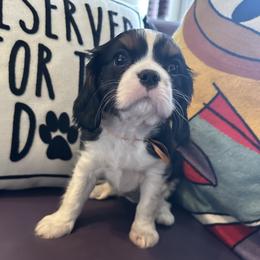 Cavalier King Charles Spaniel puppies from DunEakins Cavaliers