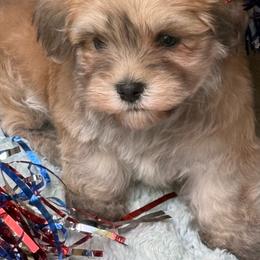 Blackberry - Gold male Havanese puppy in Wappapello, Missouri from Titanium Havanese LLC