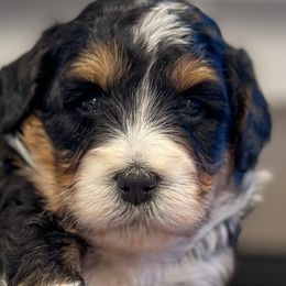 Roland - Tri-color Bernedoodle puppy in Washougal, Washington from Sandy Creek Bernedoodles