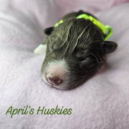 Girl 2 - Red and white female Siberian Husky puppy in Terre Haute, Indiana from April's Huskies