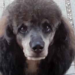 Channel - Poodle