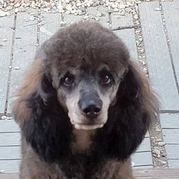 Channel - Poodle