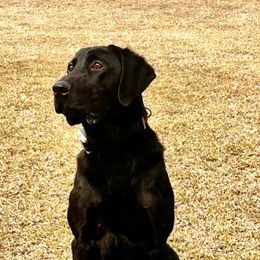 Labrador Retrievers from Beaver Creek Labradors