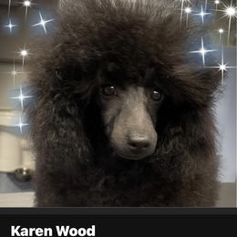 Chase - Poodle