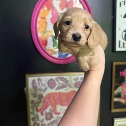 Goldie - Cream female Dachshund puppy in Coatesville, Indiana from ADH Dachshunds