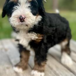 Bernedoodle, Bernese Mountain Dog, and Golden Retriever Puppies from Mercy Mountain Bernedoodles