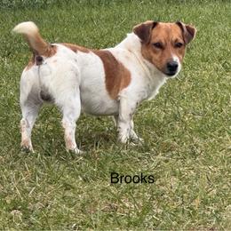 Brooks - Russell Terrier
