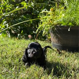 Franny - Black female Dachshund puppy in Westport, Kentucky from Lonestar Creek Farm