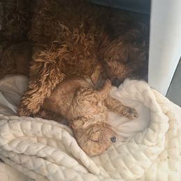 Poodle Puppies from Mini paw love