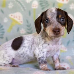 Briar - Chocolate and tan male Dachshund puppy in Maynardville, Tennessee from Grecian Kennel