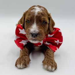 Orange collar boy - Red  male Goldendoodle puppy in Newcastle, Oklahoma from Ritzy Creek Doodles