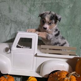 Tony - Blue merle male Miniature Australian Shepherd puppy in Copperas Cove, Texas from Hidden Leaf Aussies