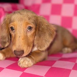 Millie - Dachshund