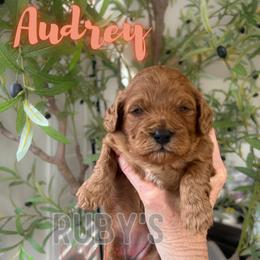 Audrey - Red female Cavapoo puppy in West Jordan, Utah from Ruby's Cavapoos