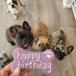 French Bulldog Puppies from Fancy Frenchies