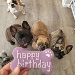 French Bulldog Puppies from Fancy Frenchies