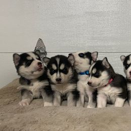 Siberian Huskies from Cyprus Point Kennels LLC
