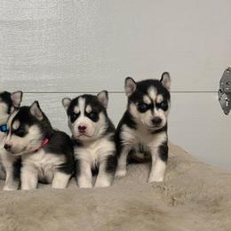 Siberian Huskies from Cyprus Point Kennels LLC