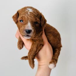 Huck - Red  male Goldendoodle puppy in Auburn, Indiana from Martin’s Doodles
