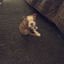 Lucy - Seal and white female Boston Terrier puppy in Red Rock, Arizona from Knucklez Kids